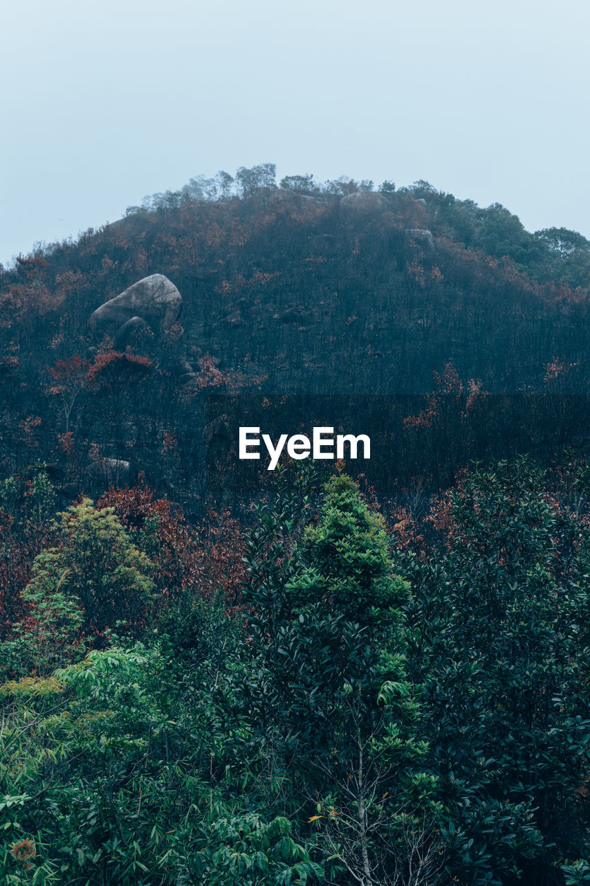 Scenic view of forest against sky