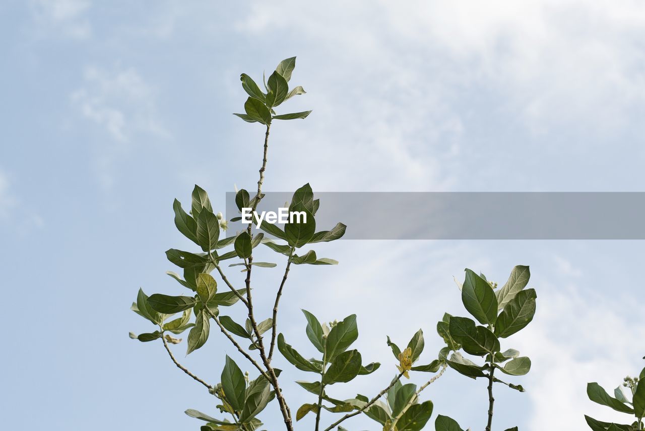 Low angle view of plant against sky