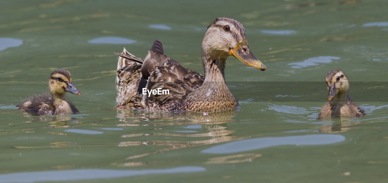 Duck with ducklings on lake