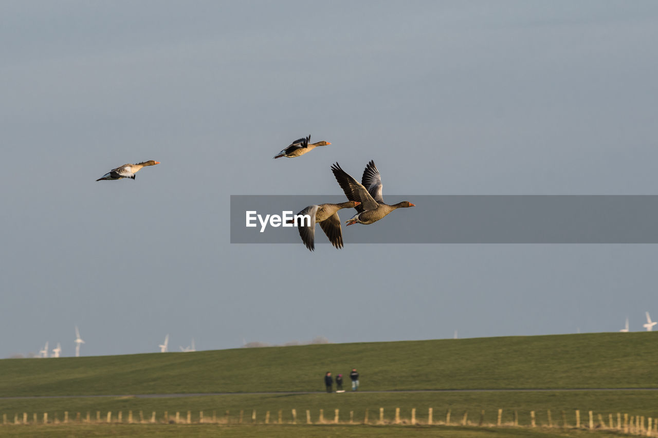 BIRDS FLYING OVER FIELD