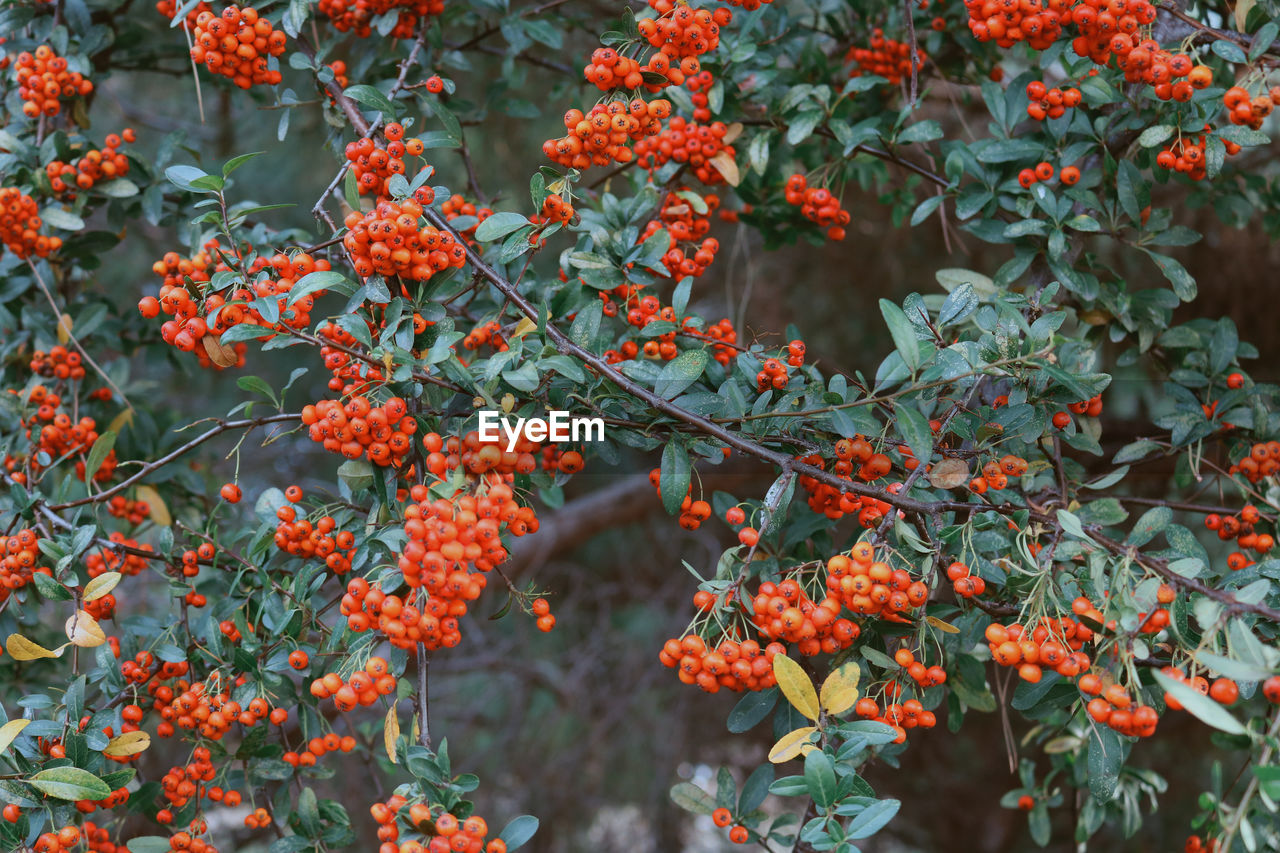 fruit, plant, healthy eating, food, food and drink, rowan, growth, tree, nature, flower, no people, freshness, plant part, autumn, leaf, shrub, day, beauty in nature, branch, orange color, produce, berry, red, outdoors, wellbeing, evergreen, rowanberry, close-up