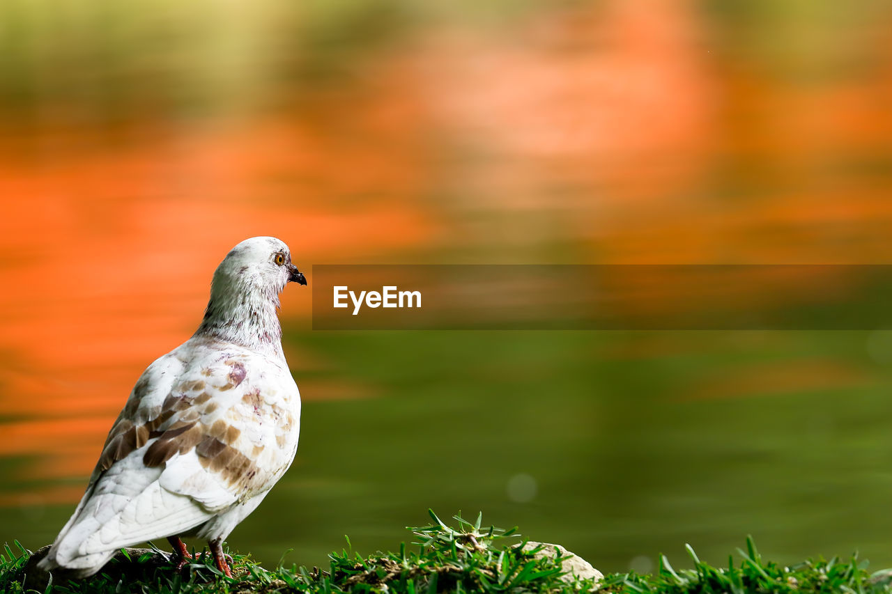 Close-up of pigeon perching on grass