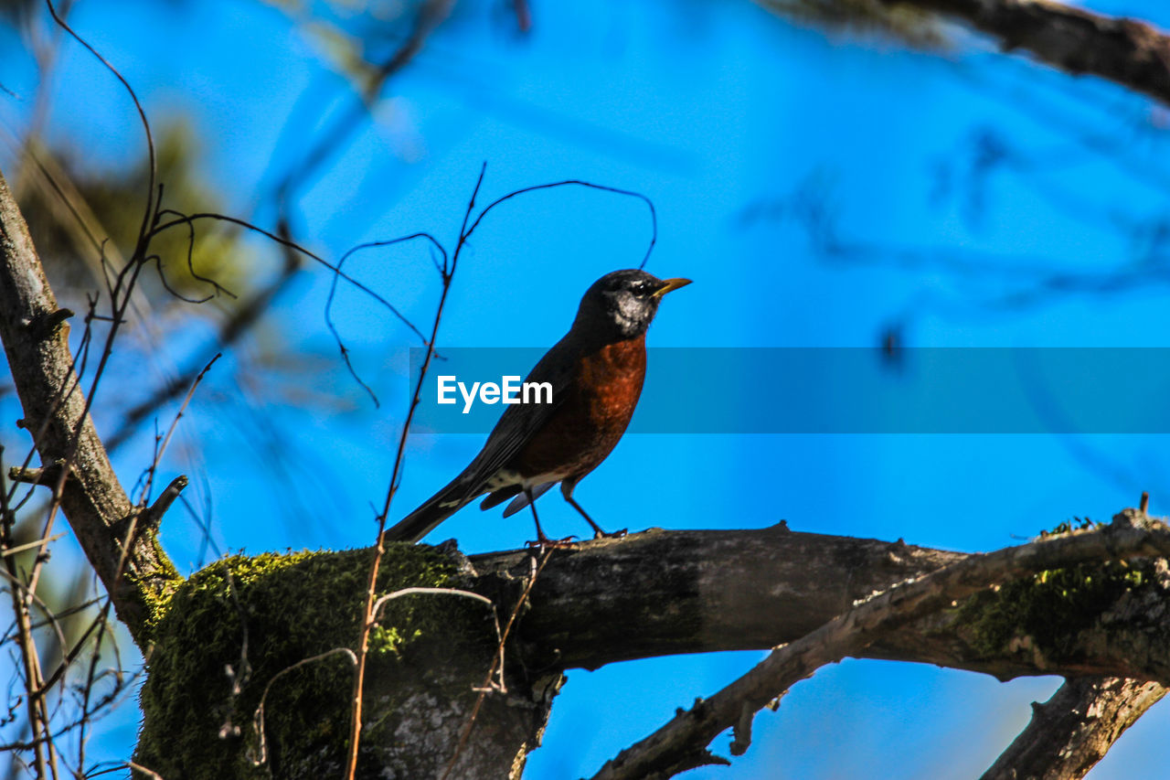 animal, animal themes, animal wildlife, bird, wildlife, nature, perching, tree, branch, one animal, plant, blue, no people, outdoors, beauty in nature, full length, sky