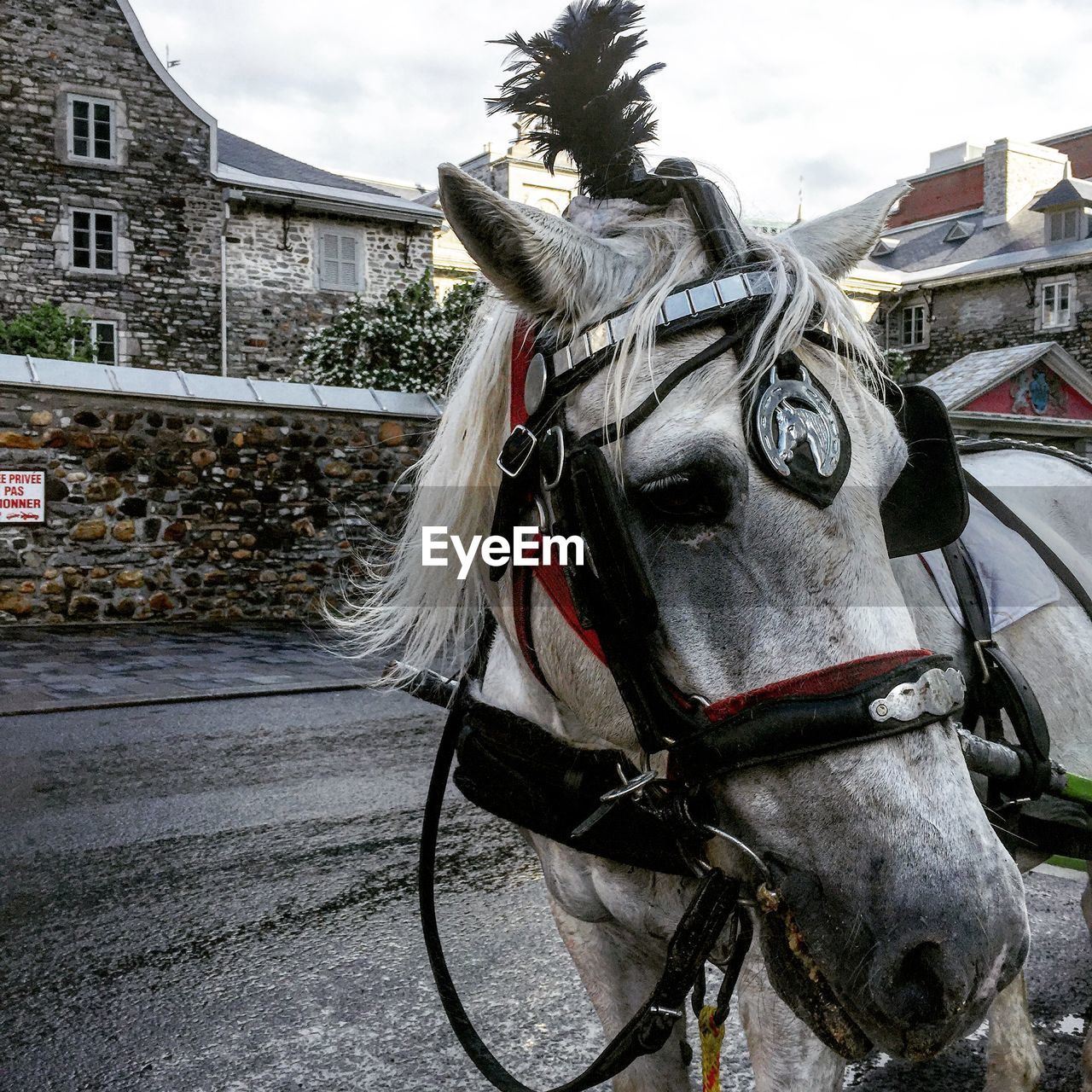 Close-up of white horse with bridle on street