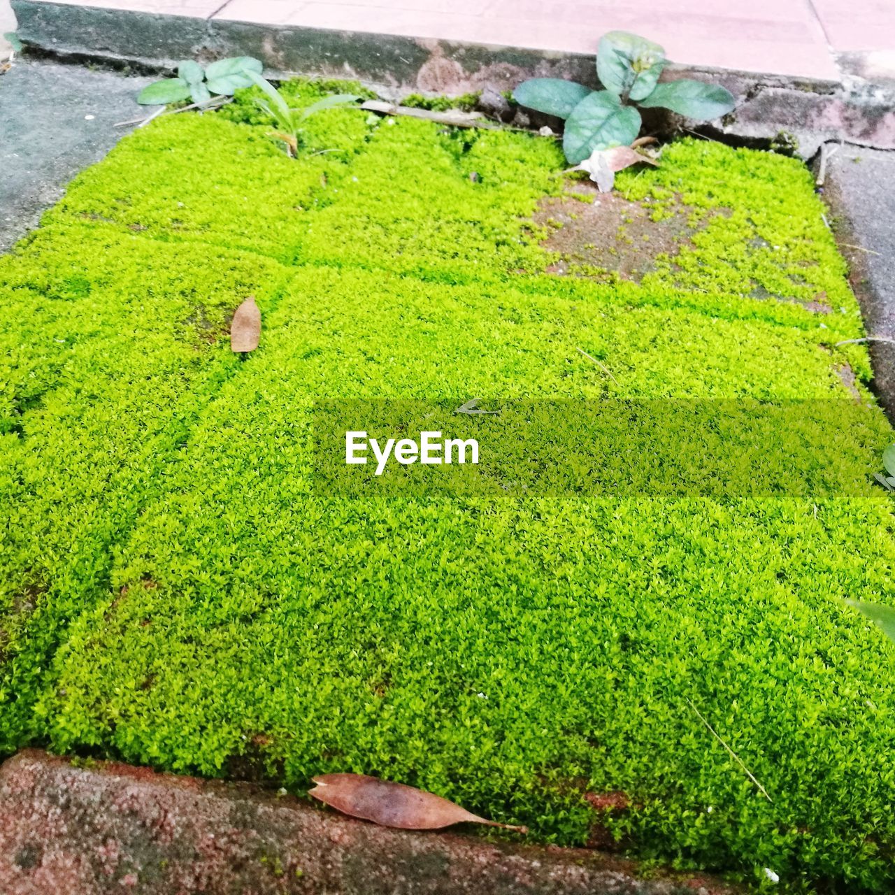 HIGH ANGLE VIEW OF GREEN PLANTS