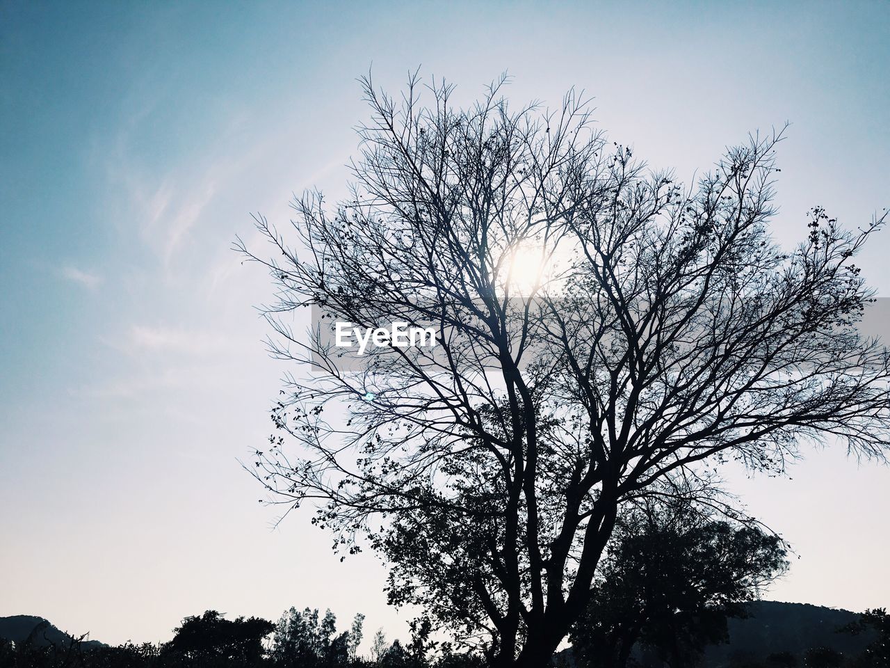 LOW ANGLE VIEW OF SILHOUETTE TREE AGAINST SKY