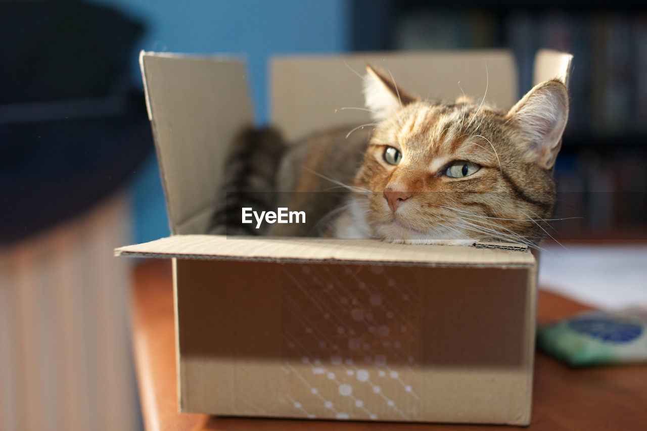 CAT LYING ON A BOX