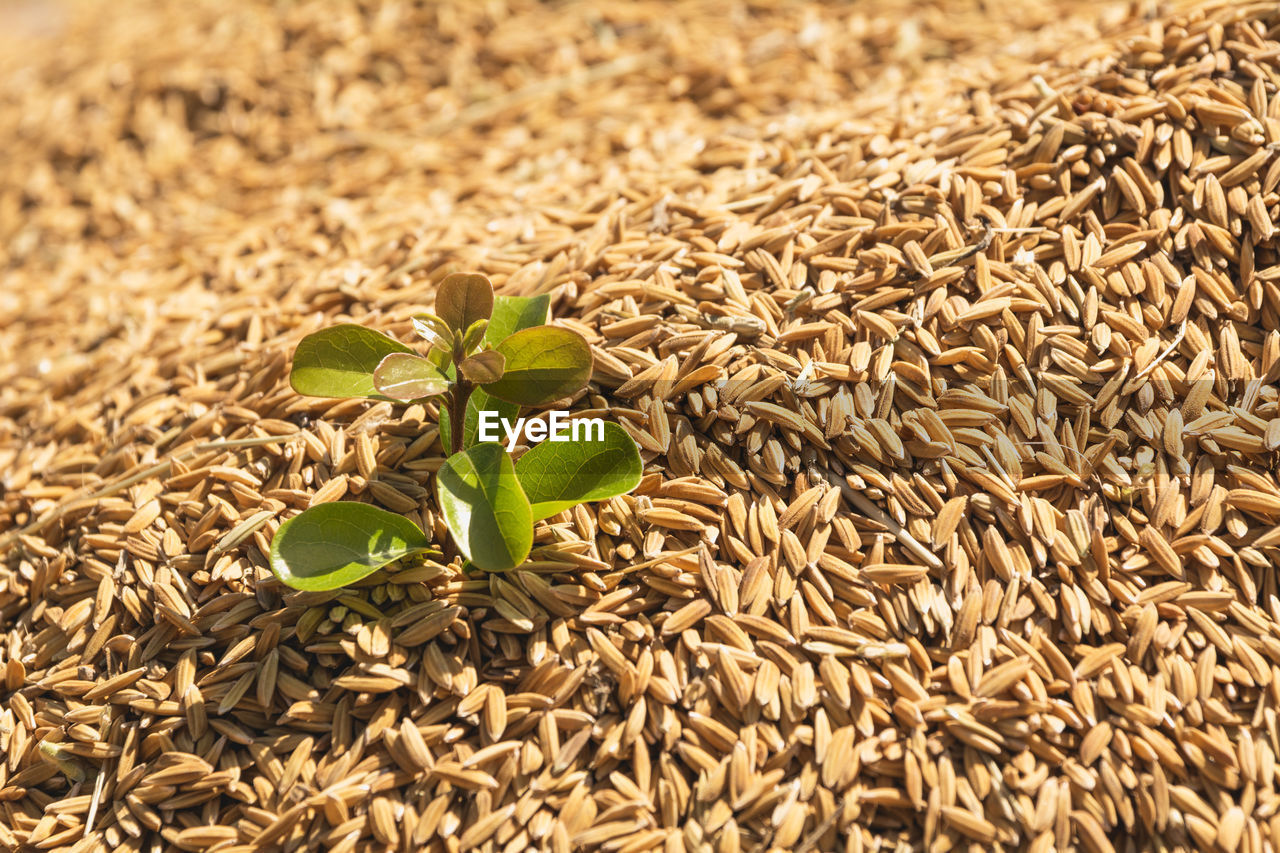 HIGH ANGLE VIEW OF CROPS