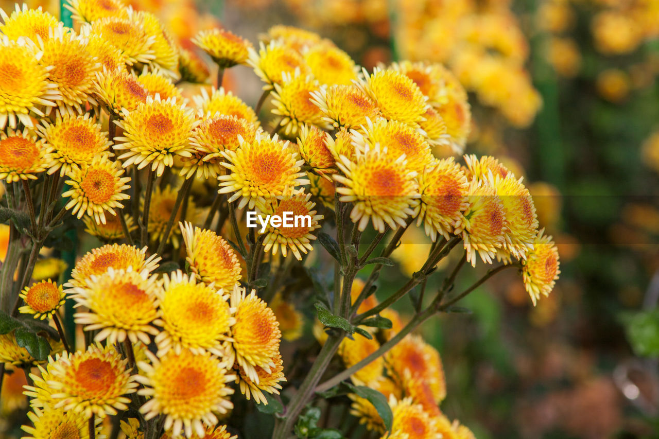 CLOSE-UP OF YELLOW FLOWERS BLOOMING