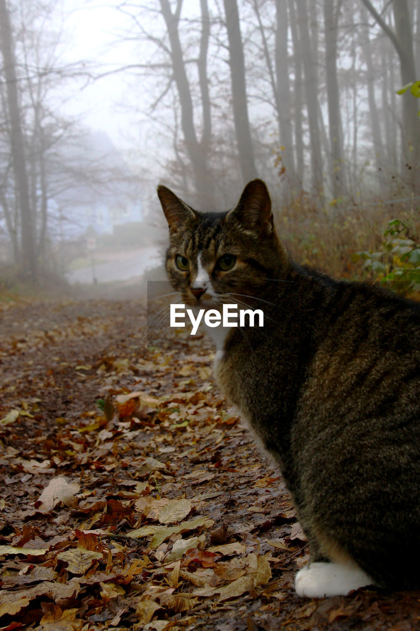 CLOSE-UP OF CAT SITTING IN FOREST