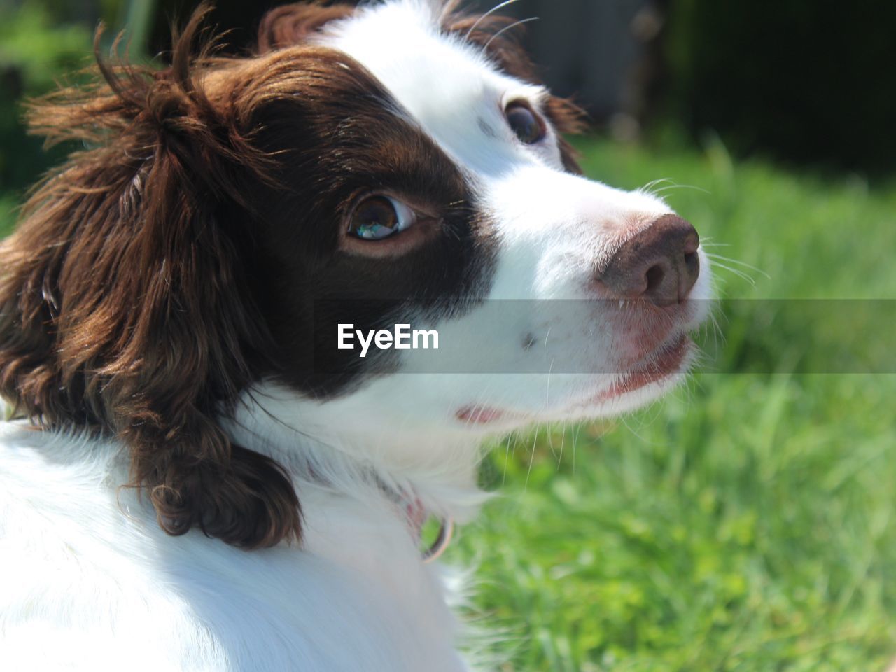 CLOSE-UP OF DOG ON FIELD