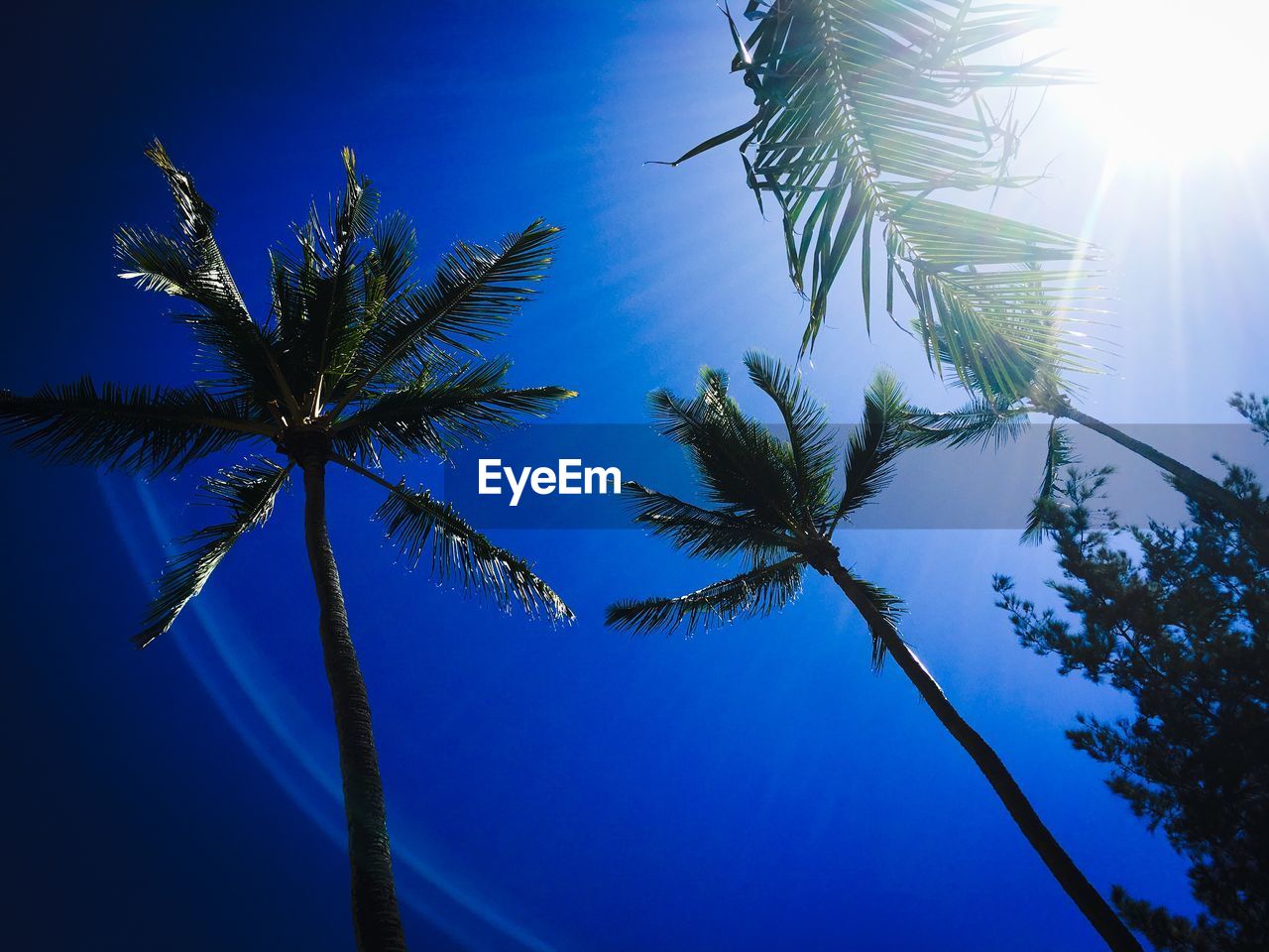 Low angle view of trees against blue sky