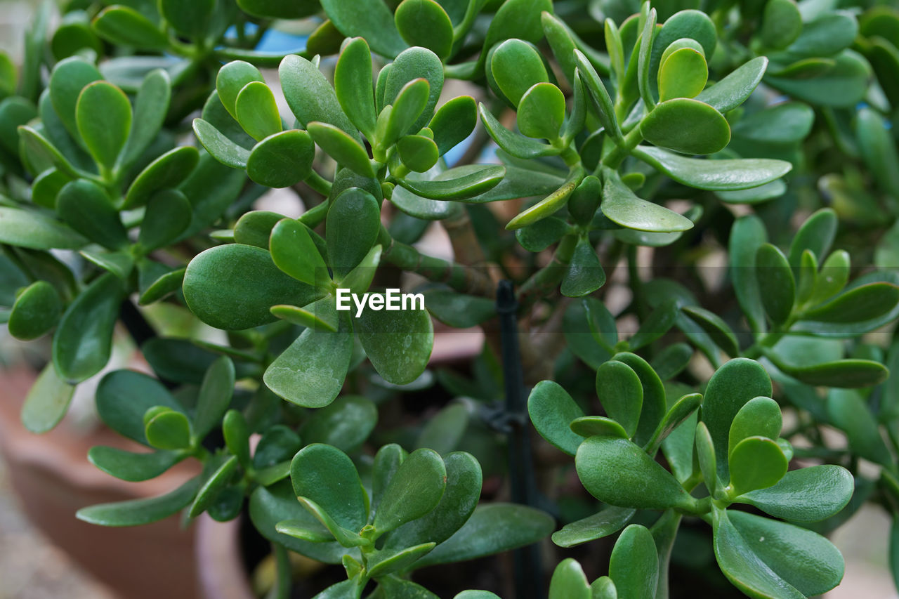 HIGH ANGLE VIEW OF GREEN PLANT