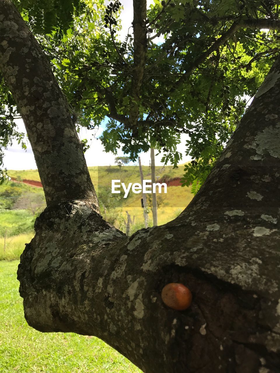 LOW SECTION OF MAN TREE TRUNK