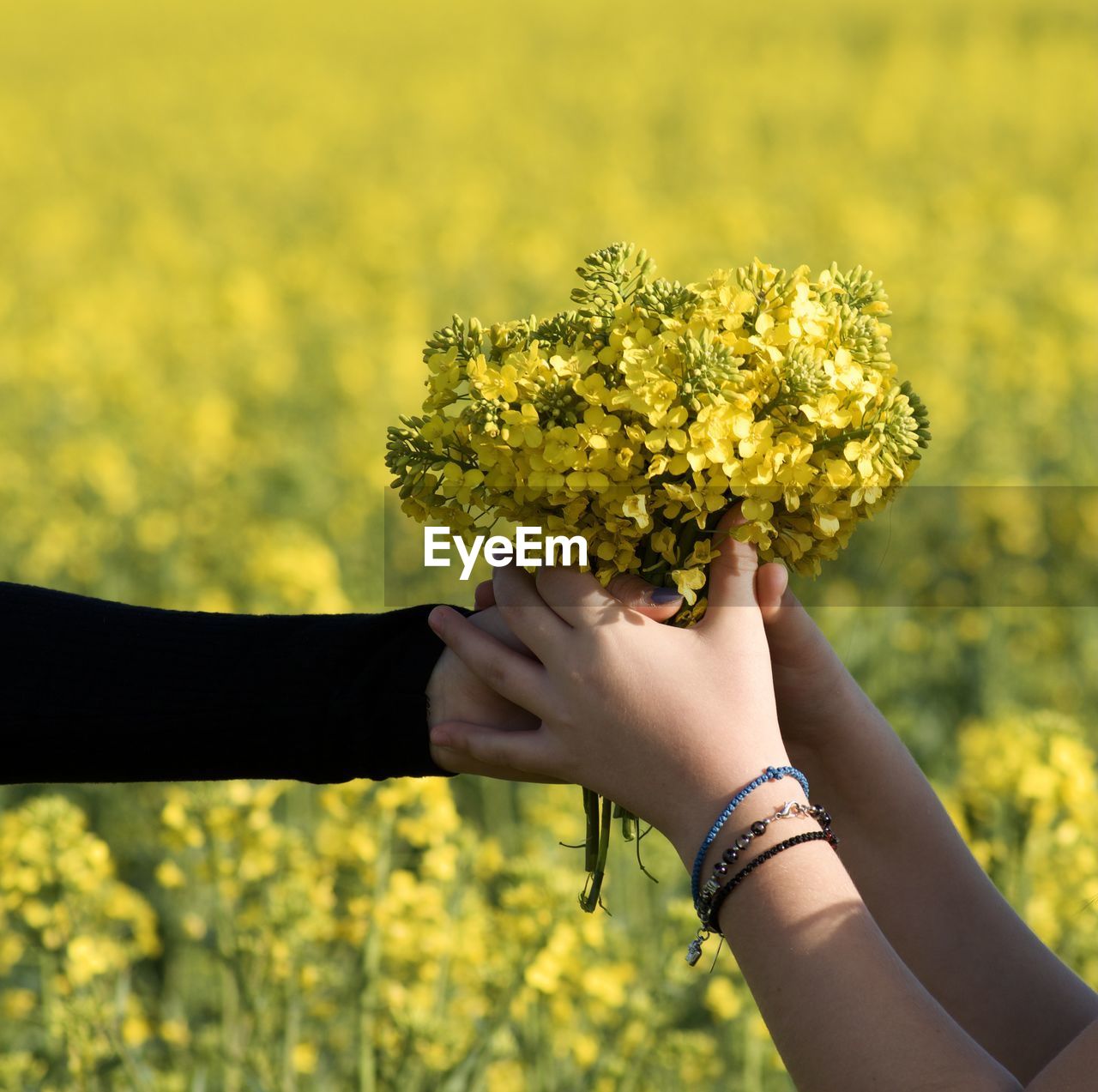 Low angle view of person hand holding yellow flower on field