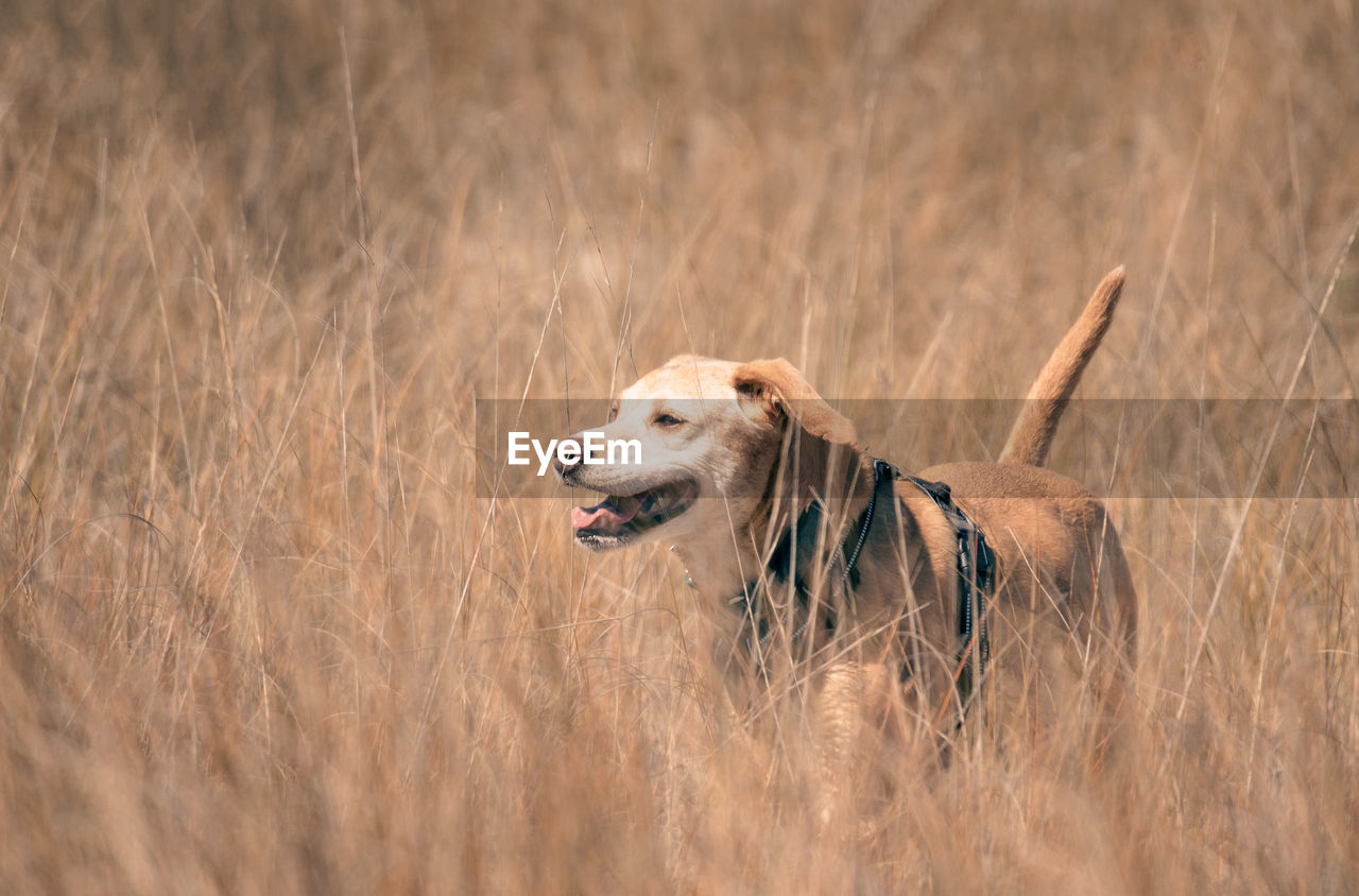 Dog in a field