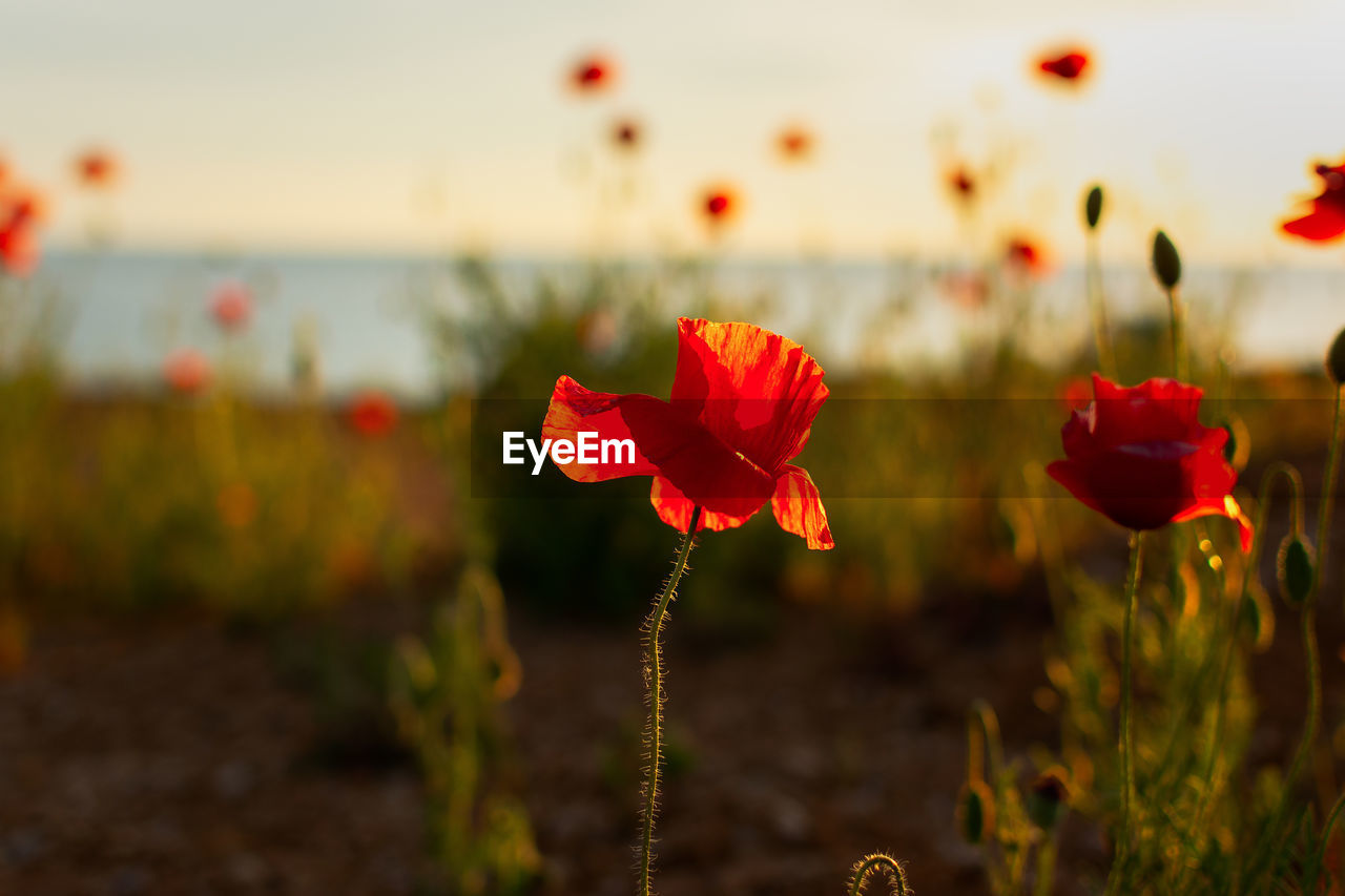 flower, plant, flowering plant, beauty in nature, red, nature, freshness, sky, poppy, land, field, sunset, focus on foreground, landscape, close-up, petal, flower head, no people, inflorescence, fragility, environment, sunlight, outdoors, macro photography, growth, scenics - nature, tranquility, summer, grass, multi colored, yellow, rural scene, sun, cloud, non-urban scene, springtime, selective focus, tranquil scene, day, wildflower, horizon, water, blossom, botany