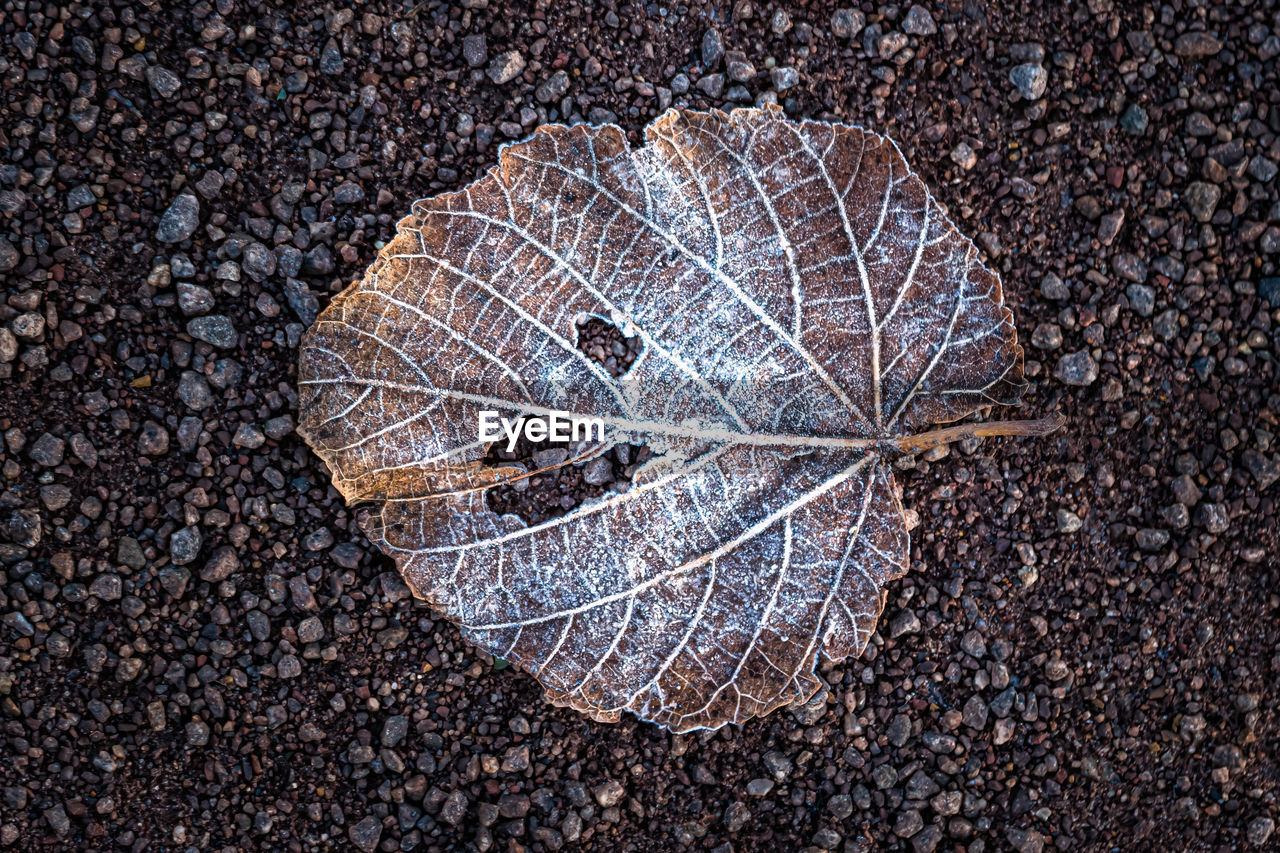 HIGH ANGLE VIEW OF DRY LEAF ON PEBBLE