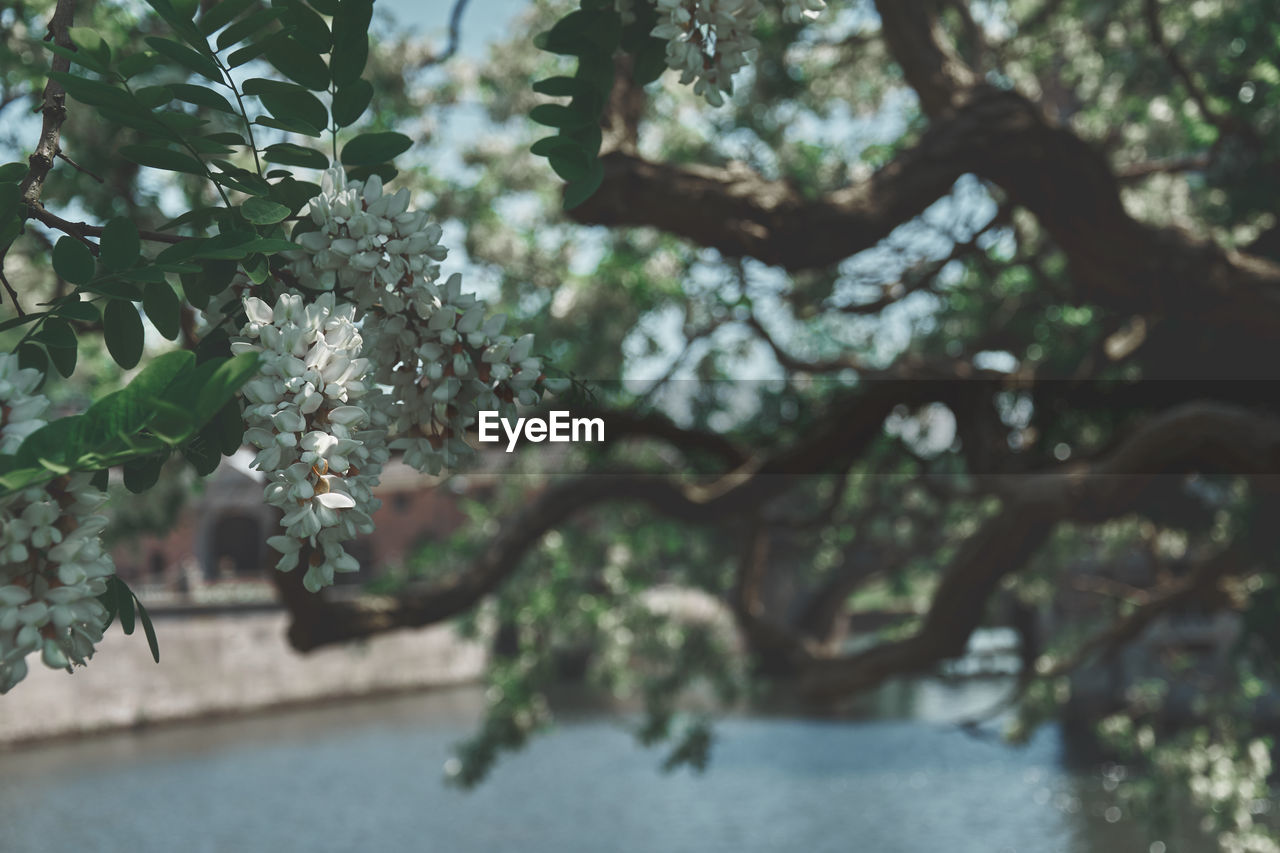 LOW ANGLE VIEW OF FLOWERING PLANT AGAINST TREE