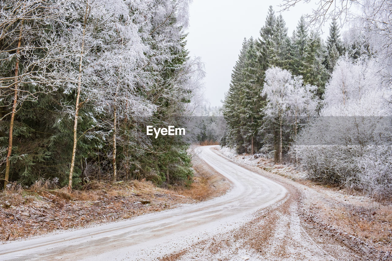 Winding dirt road with hoarfrost in the forest