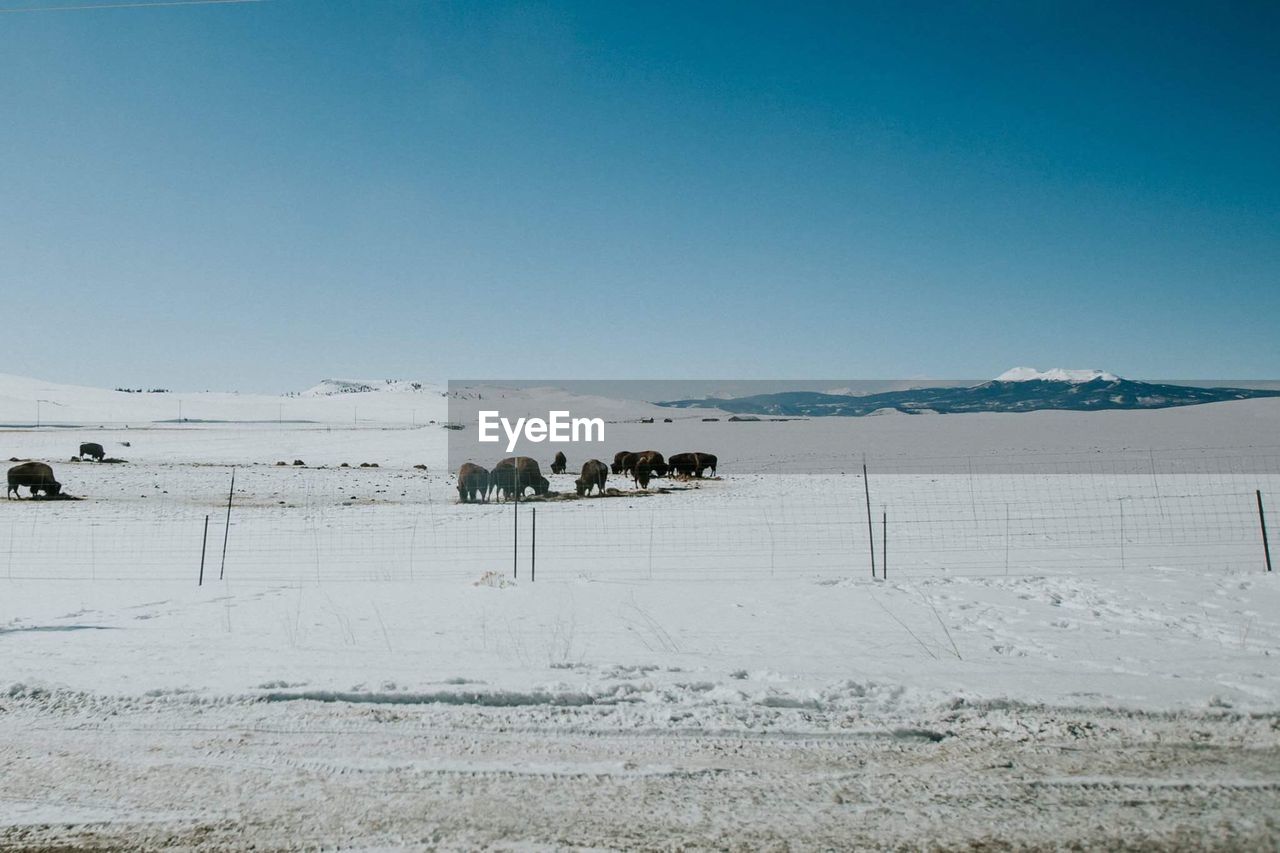 View of buffalo on landscape against blue sky