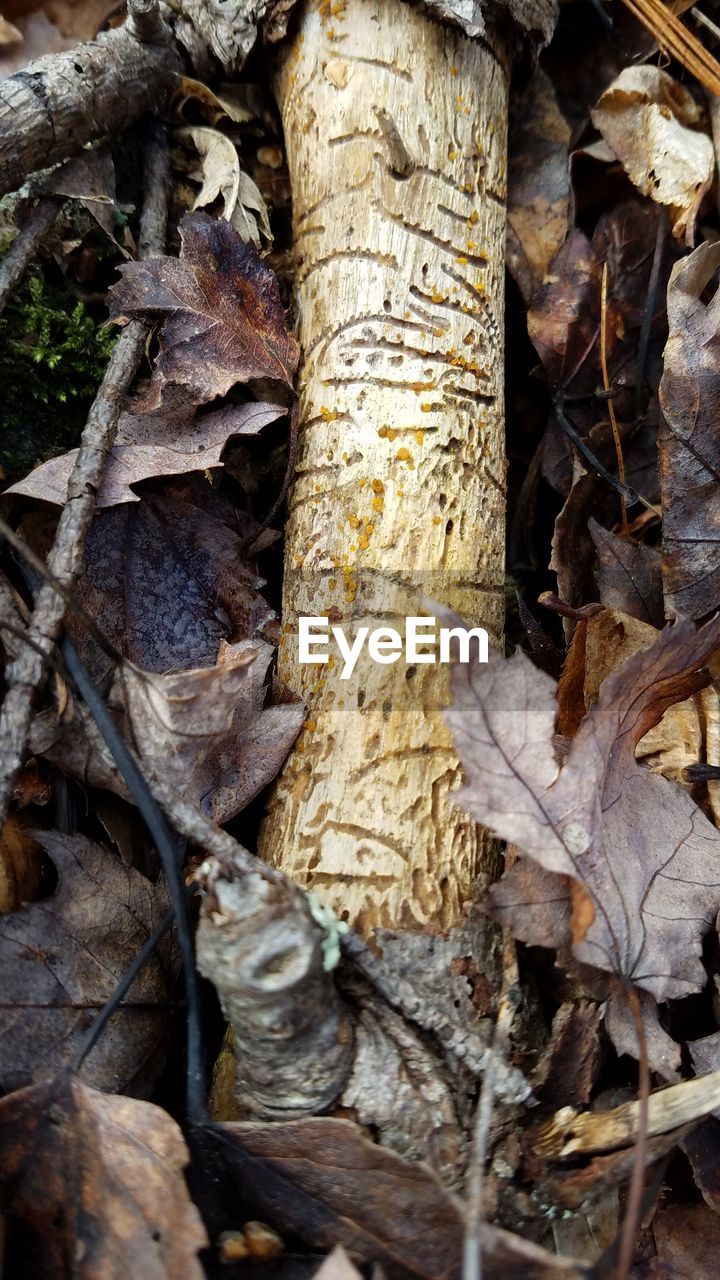 CLOSE-UP OF TREE TRUNK IN AUTUMN