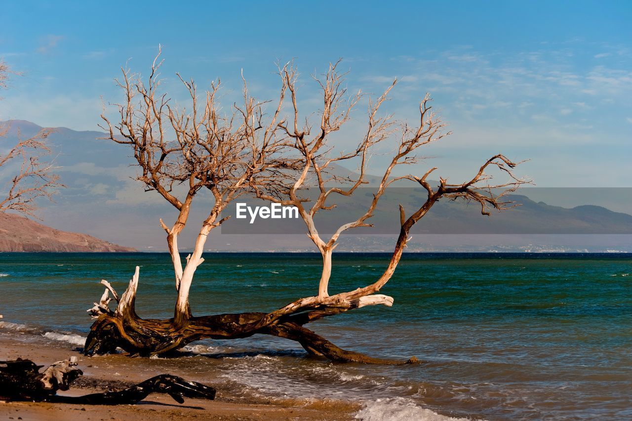 Tree by sea against sky