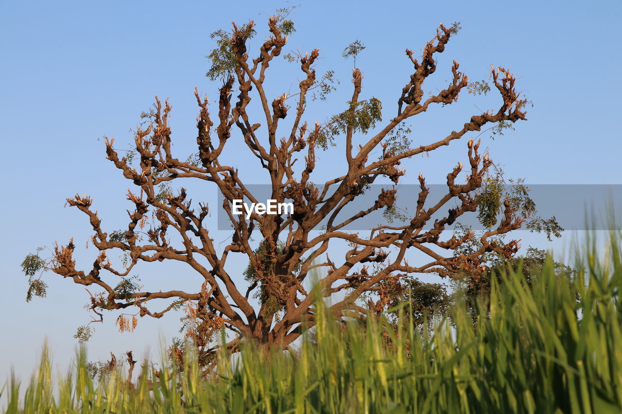 CLOSE-UP OF STALKS AGAINST CLEAR SKY