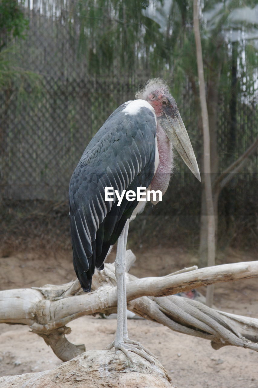 VIEW OF BIRD PERCHING ON A TREE