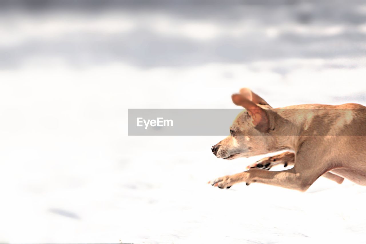 Chihuahua running on snowy field