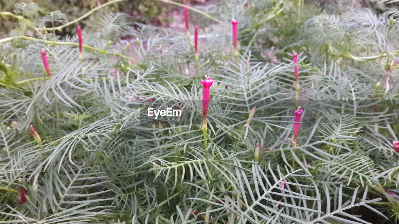 CLOSE-UP OF PINE CONES ON FIELD