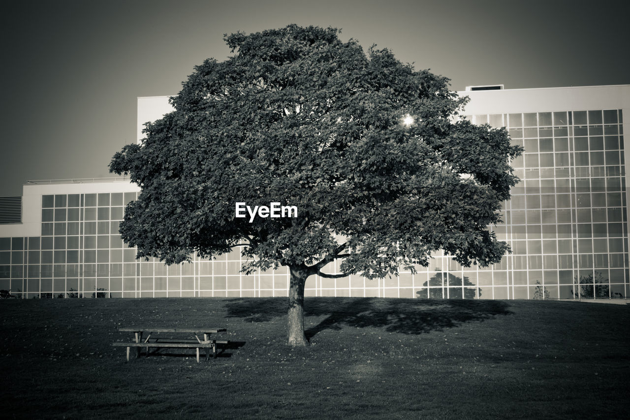 TREES AND BUILDINGS IN LAWN