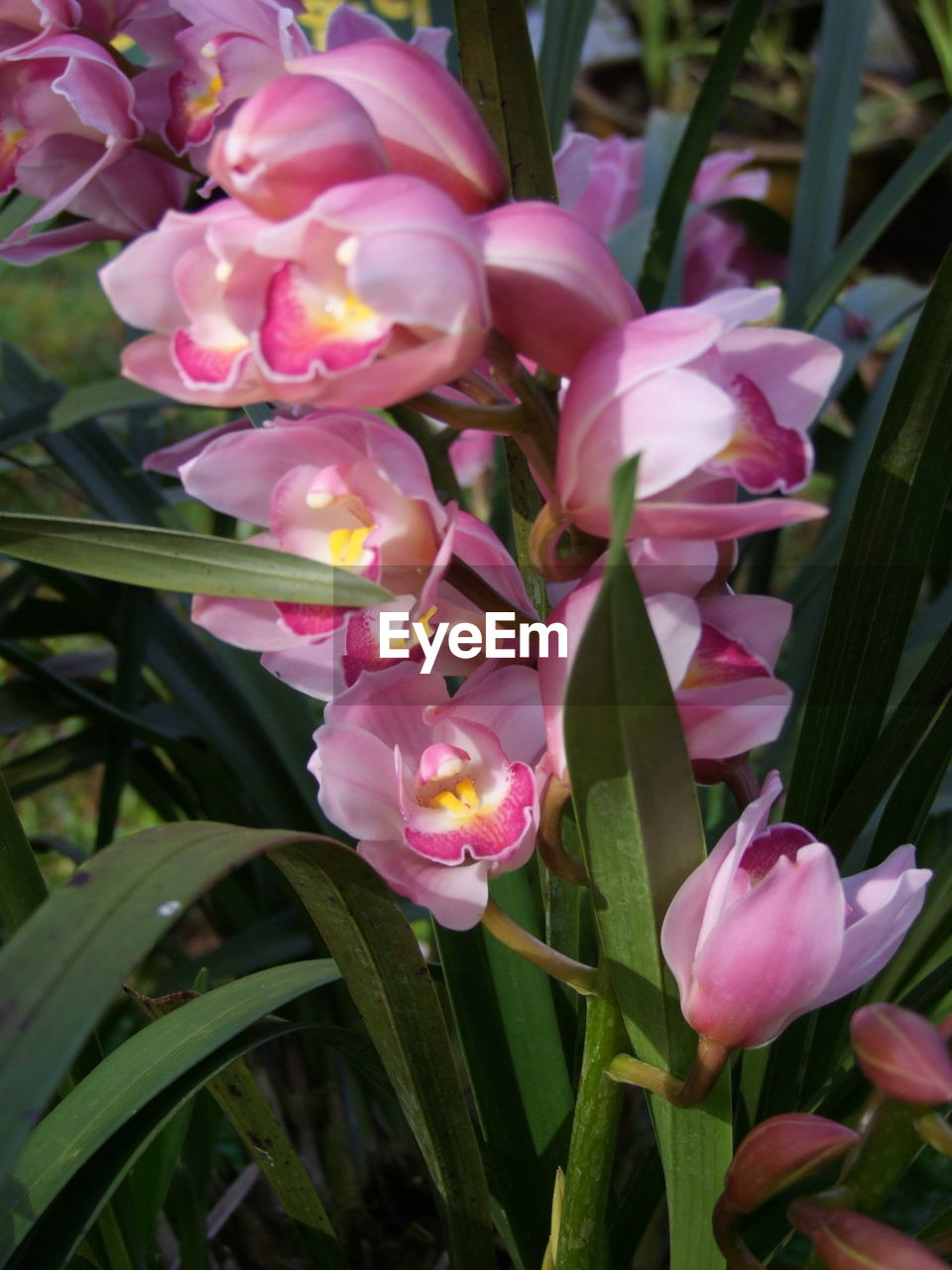 CLOSE-UP OF PINK FLOWERS BLOOMING IN PARK