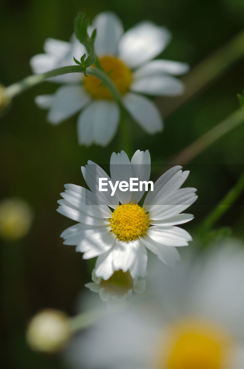 CLOSE-UP OF WHITE DAISIES