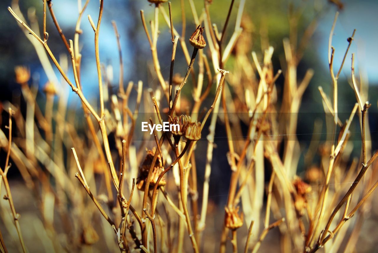 CLOSE-UP OF DRY PLANT ON FIELD