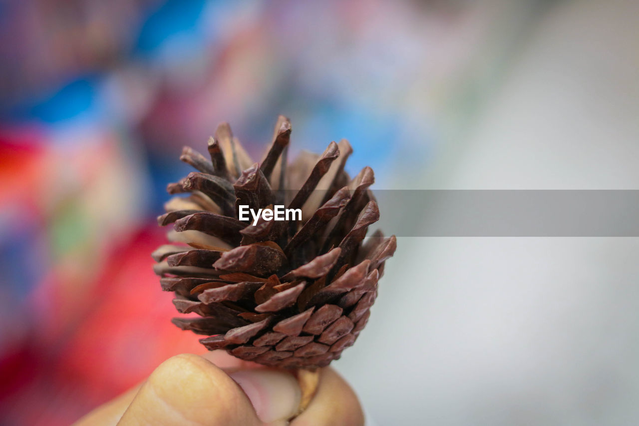 Close-up of hand holding pine cone