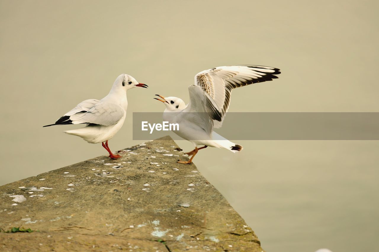 SEAGULLS FLYING IN THE SKY