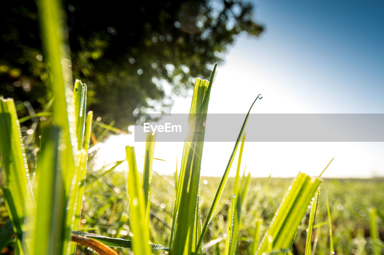 CLOSE-UP OF FRESH GREEN PLANT AGAINST SKY