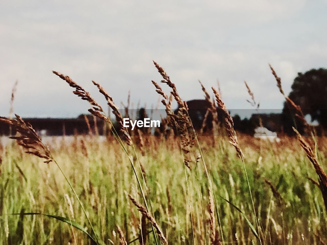 Close-up of plant in field against sky