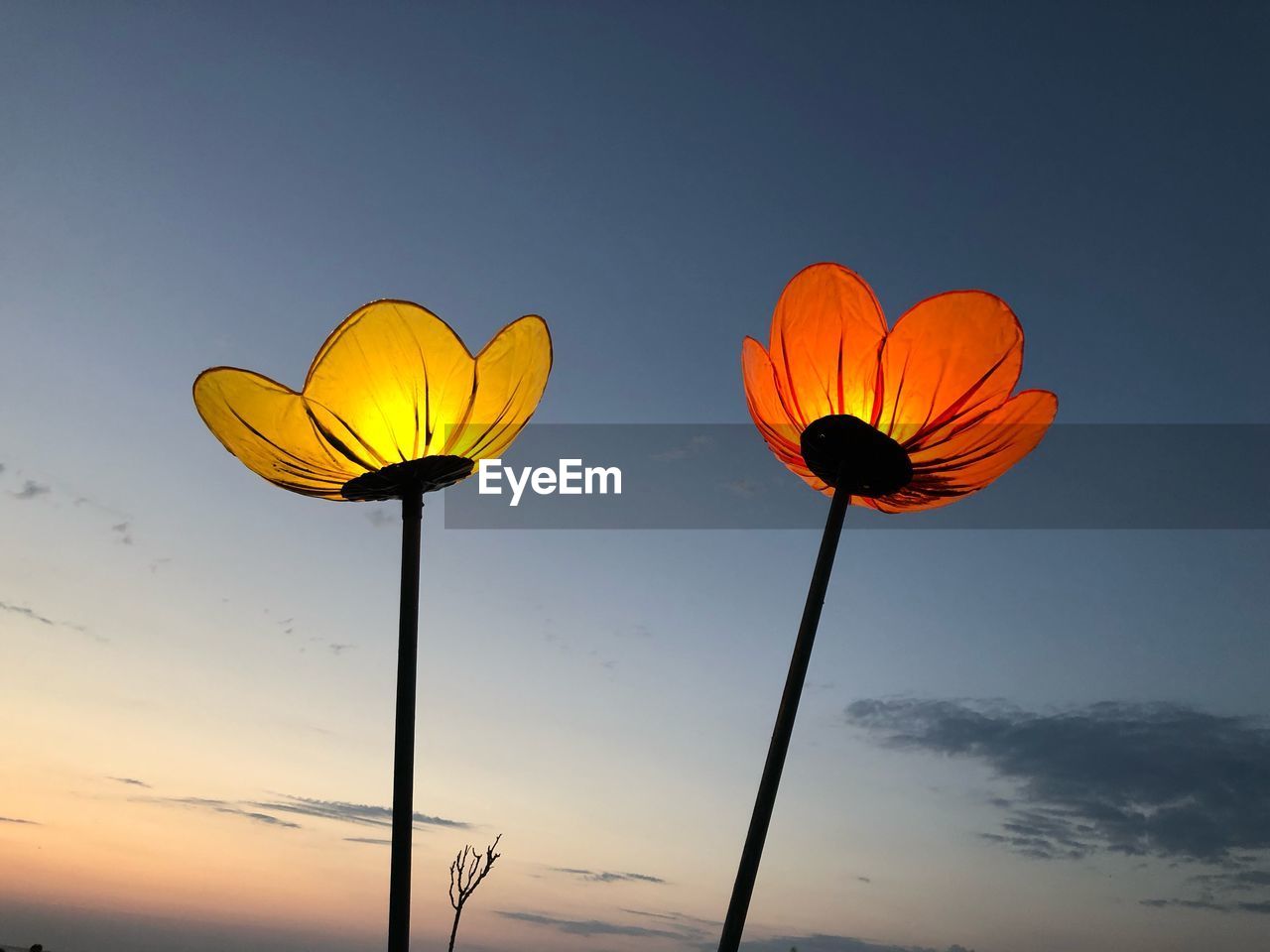 Low angle view of orange flower against sky during sunset