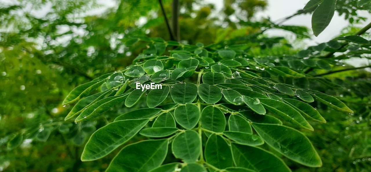 Close-up of wet moringa plant leaves
