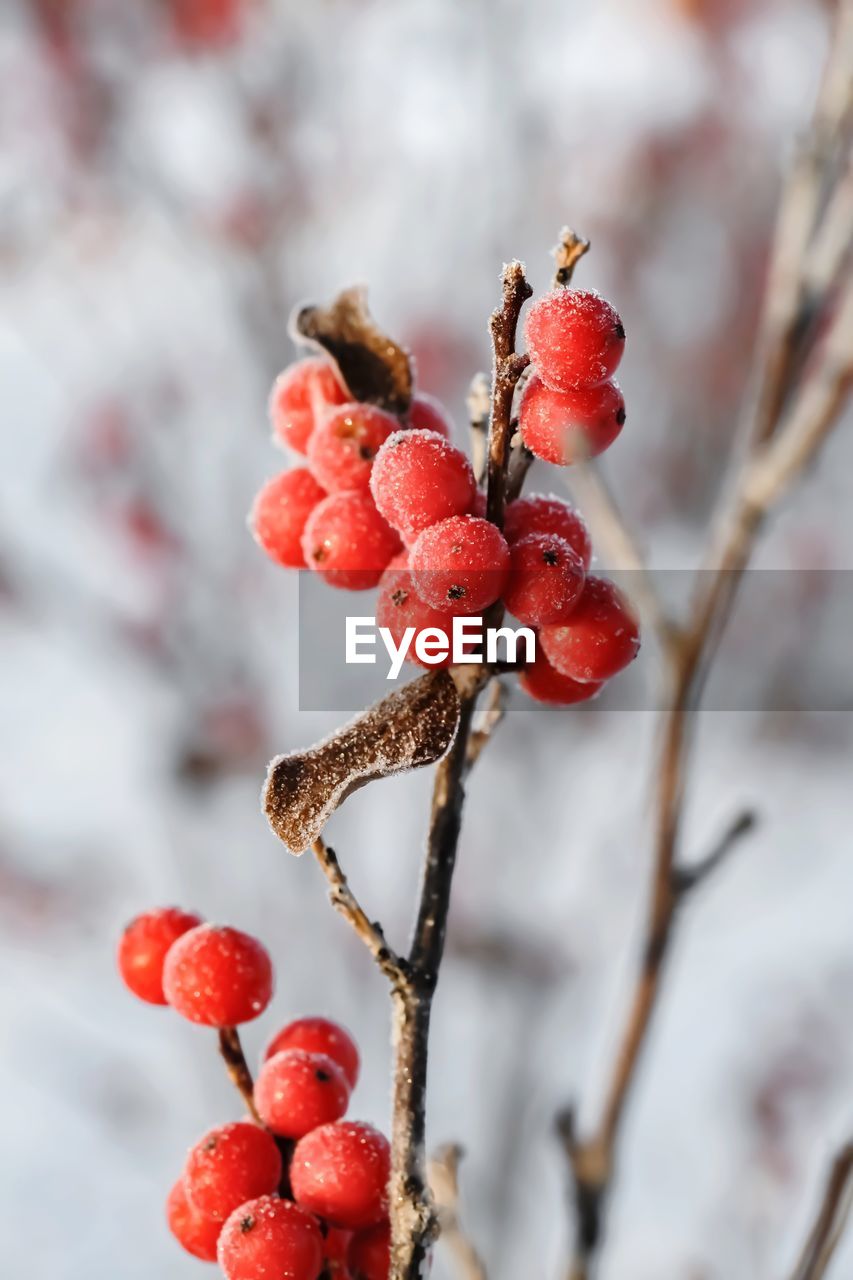 Close-up of red berries on tree