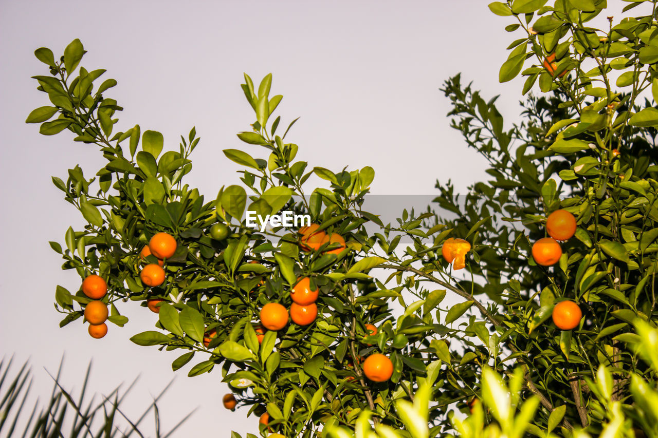 Low angle view of fruits growing on tree