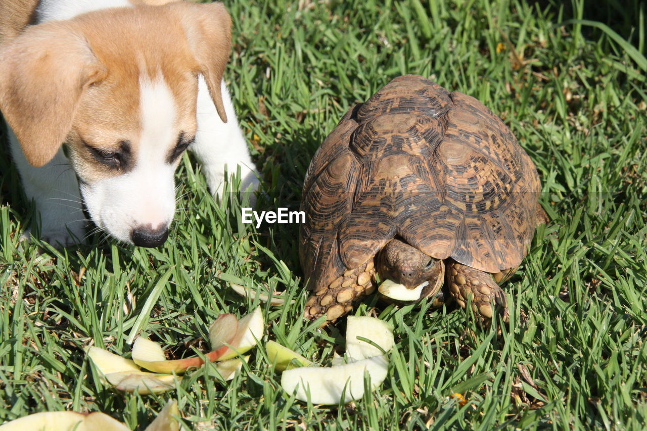 Close-up of a dog and turtle