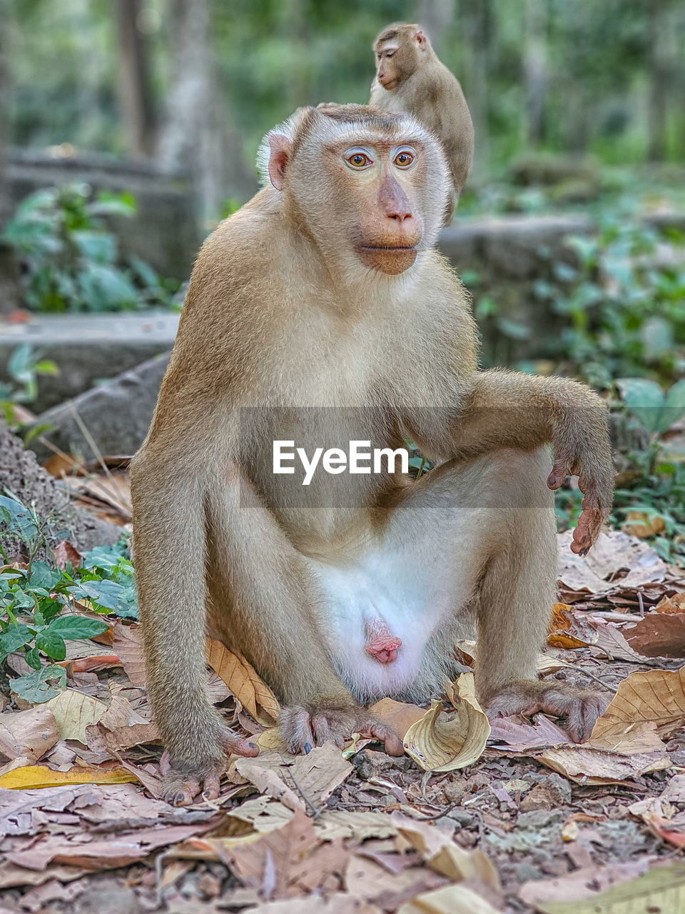 close-up of monkey sitting on field