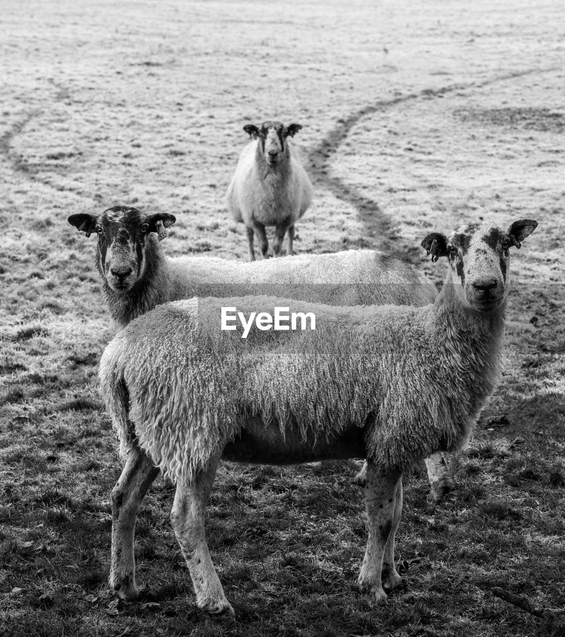 Portrait of sheep on field