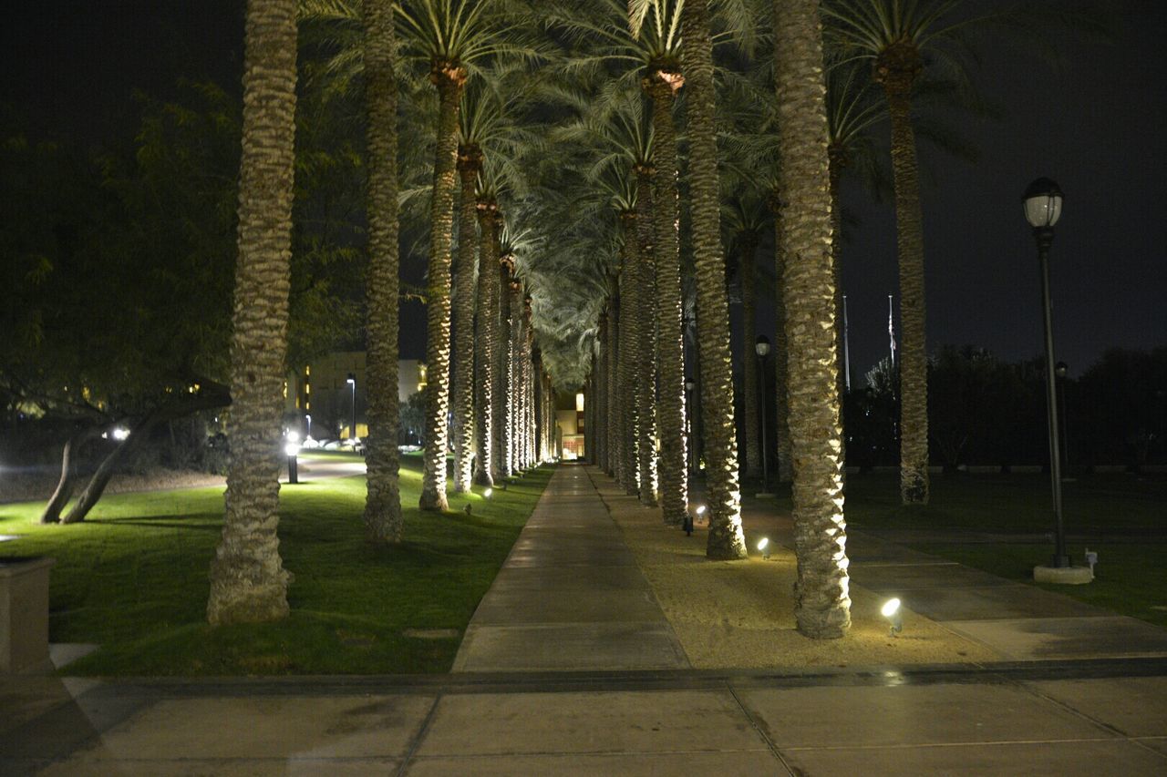 Walkway amidst palm trees at night