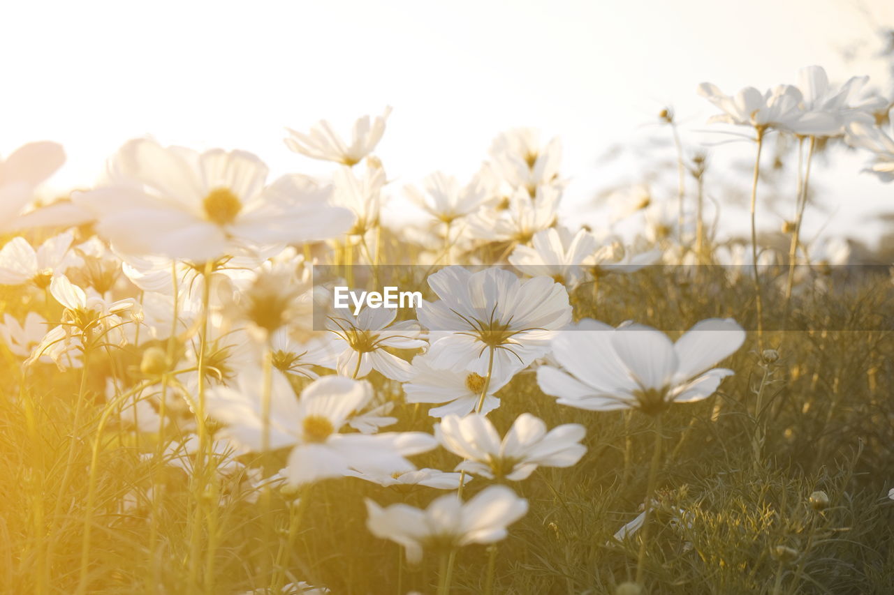 WHITE FLOWERS BLOOMING ON FIELD