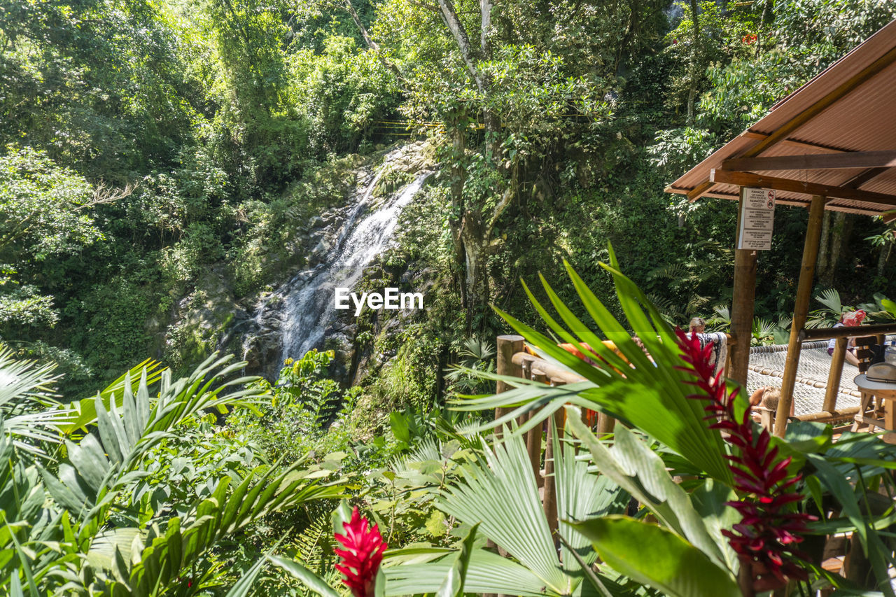 SCENIC VIEW OF WATERFALL AND PLANTS IN FOREST