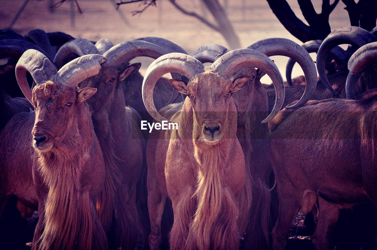 Close-up of antelope herd
